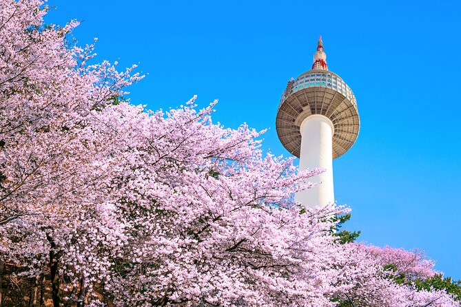 Fioritura ciliegi Corea: quando andare e dove vederli - itinerario completo