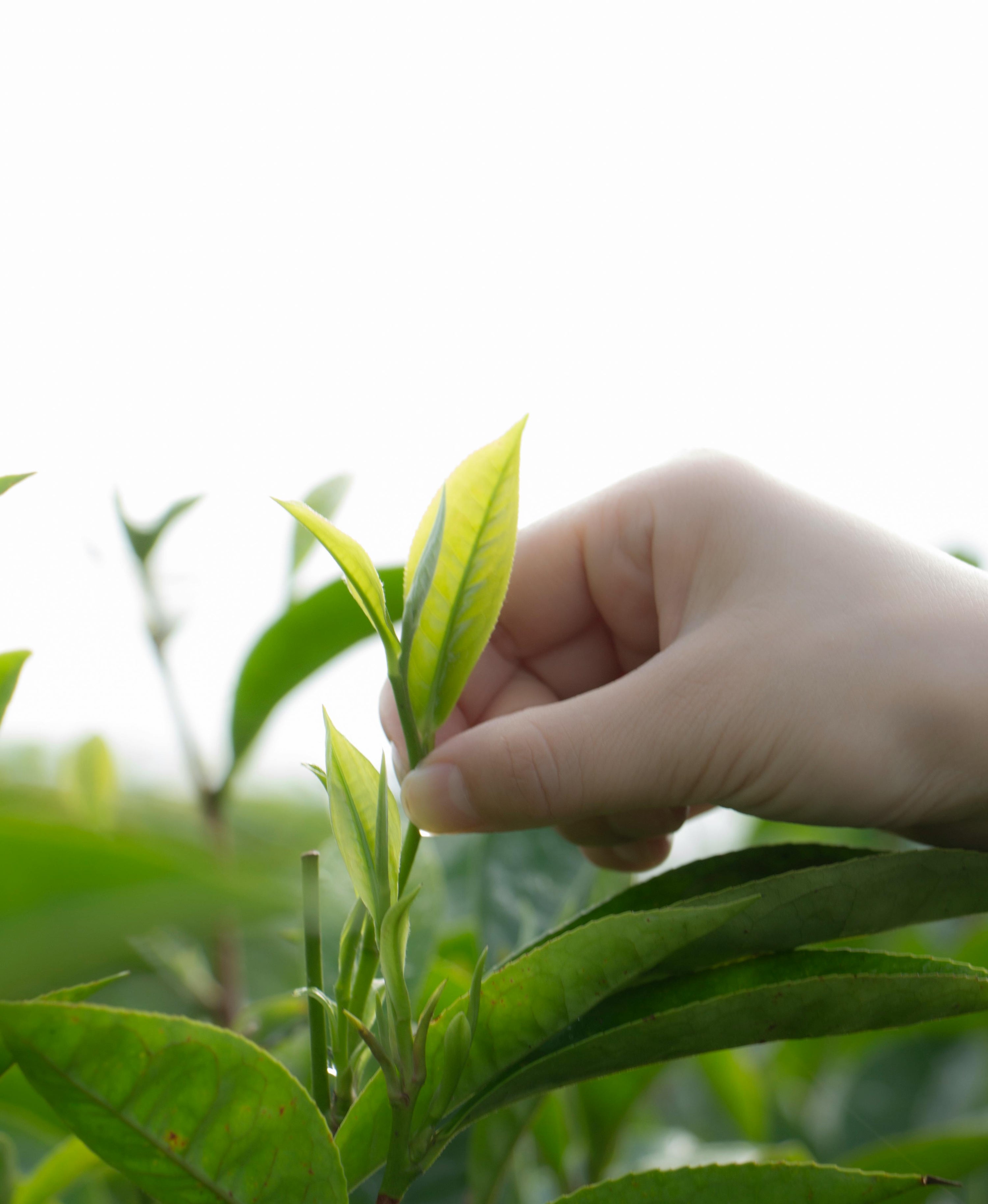 Tè Verde nella K-Beauty: purezza, protezione e luminosità